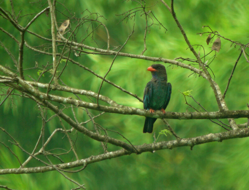 Oriental Dollarbird