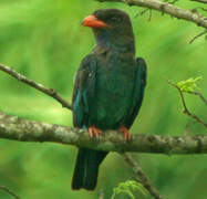 Oriental Dollarbird