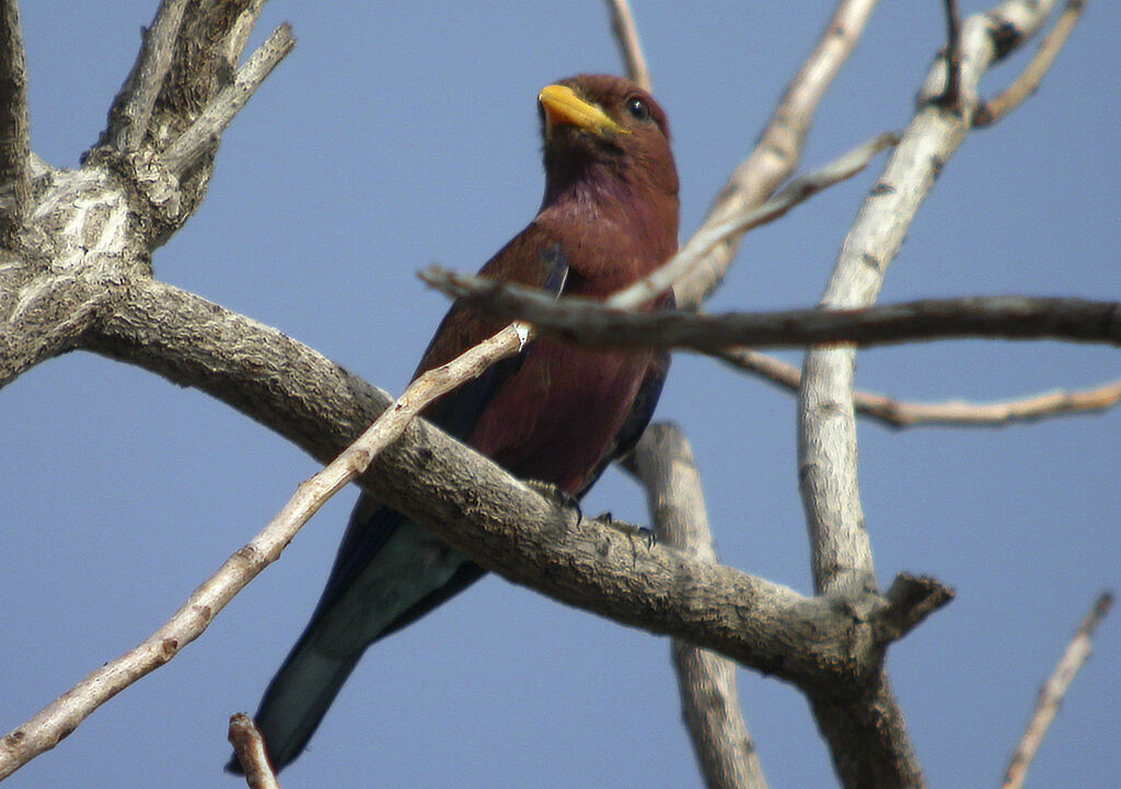 Broad-billed Roller