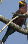 Broad-billed Roller