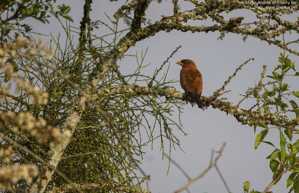 Broad-billed Roller