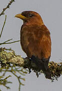 Broad-billed Roller