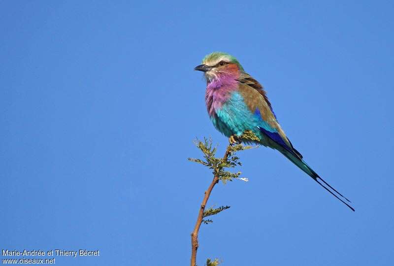 Lilac-breasted Rolleradult, fishing/hunting