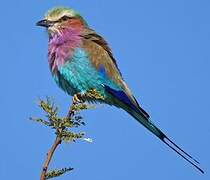 Lilac-breasted Roller