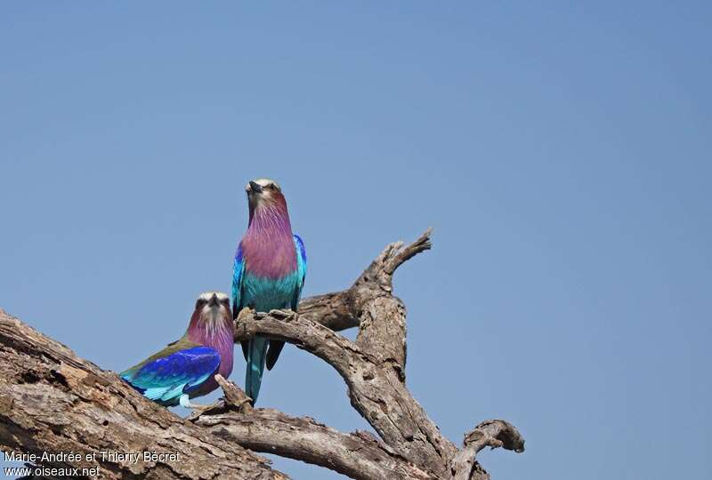 Lilac-breasted Rolleradult breeding