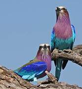 Lilac-breasted Roller