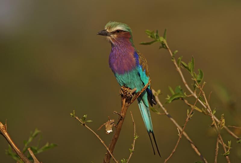 Lilac-breasted Roller