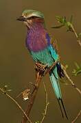 Lilac-breasted Roller