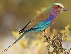 Lilac-breasted Roller