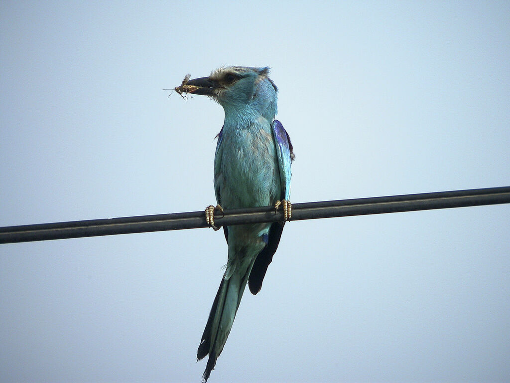 Abyssinian Roller