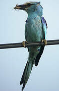 Abyssinian Roller