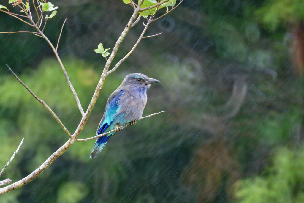 Indochinese Roller