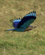 Indian Roller