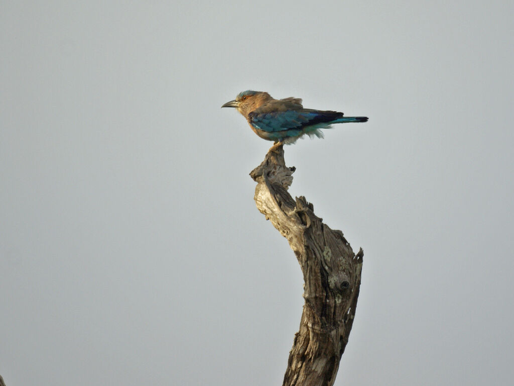 Indian Roller