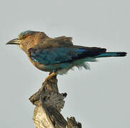 Indian Roller