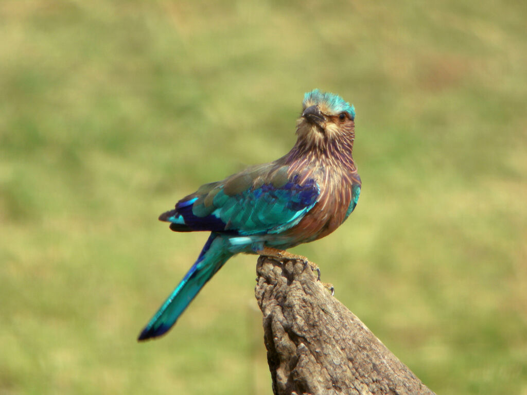 Indian Roller