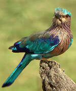 Indian Roller