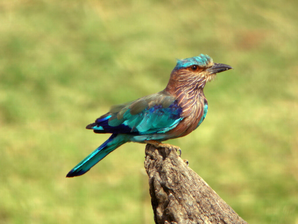 Indian Roller