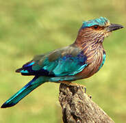 Indian Roller