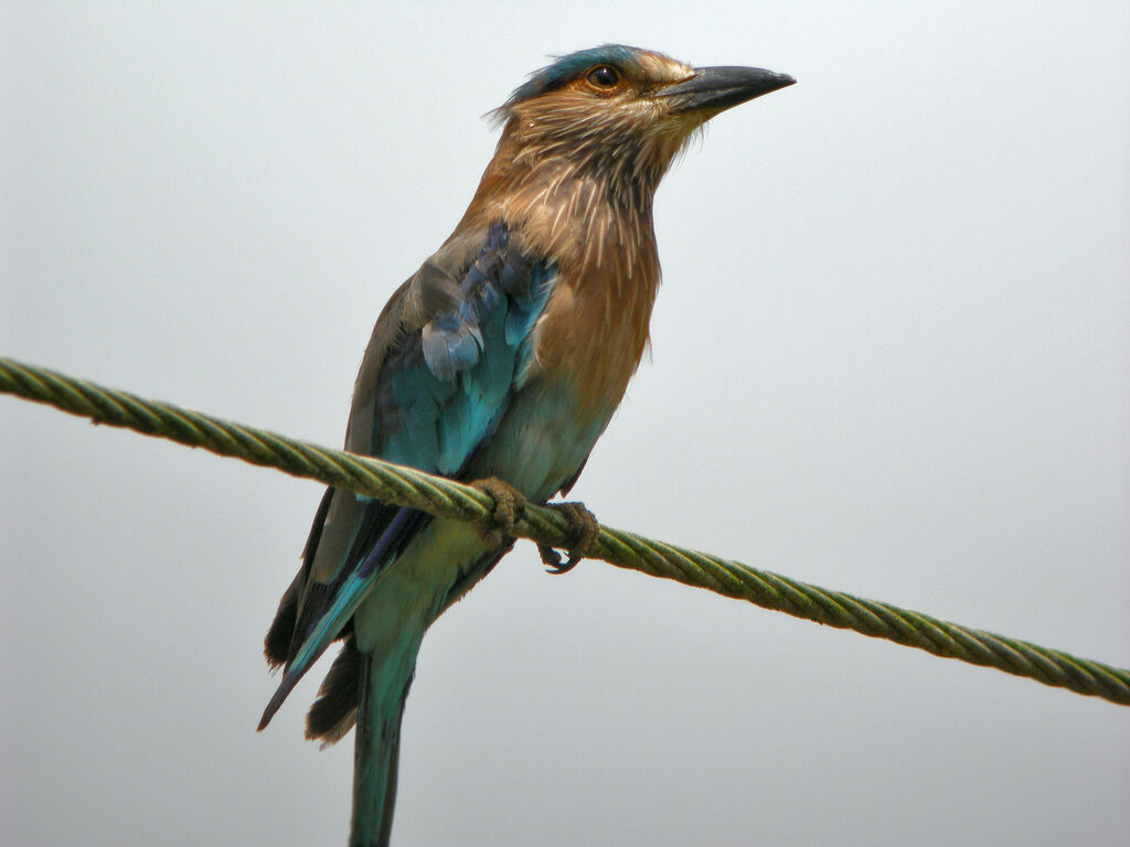 Indian Roller