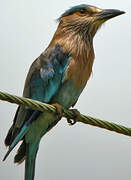 Indian Roller