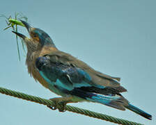 Indian Roller