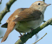 Common Nightingale