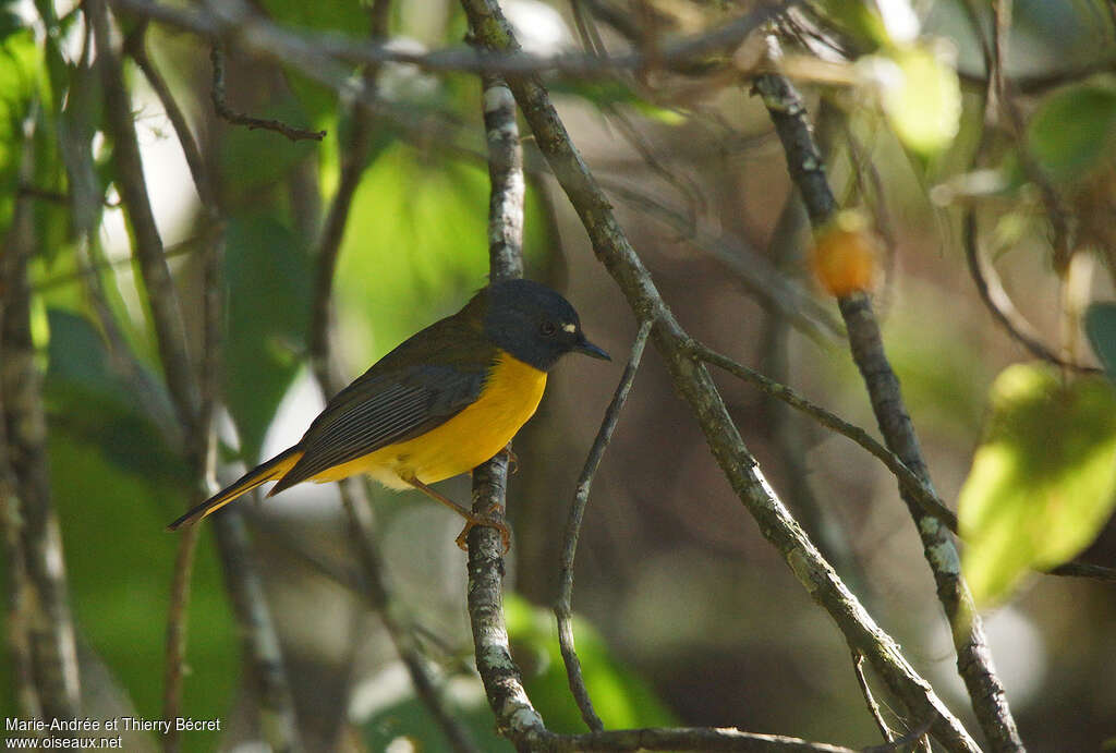 Rougegorge étoiléadulte, identification