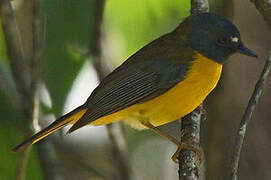 White-starred Robin