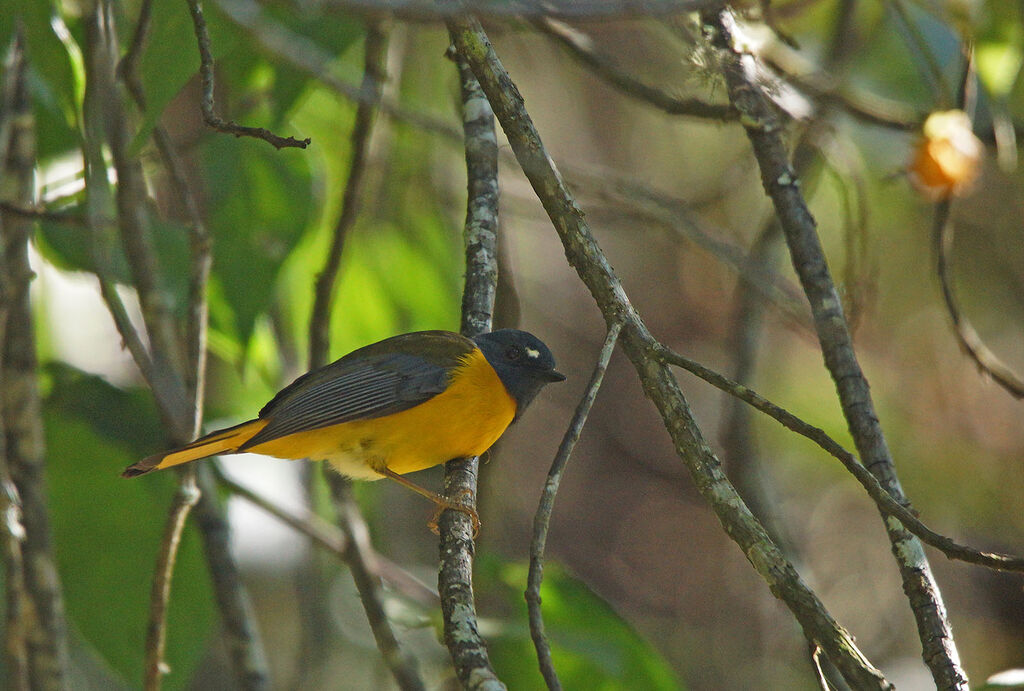 Rougegorge étoilé