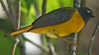 White-starred Robin