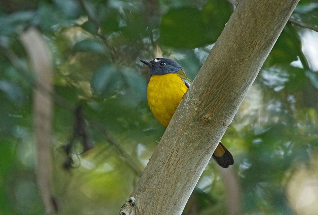 White-starred Robin