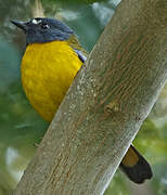 White-starred Robin