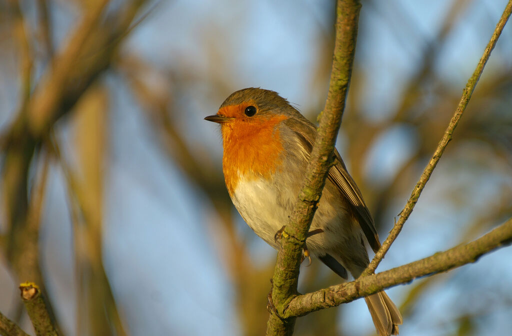 European Robin