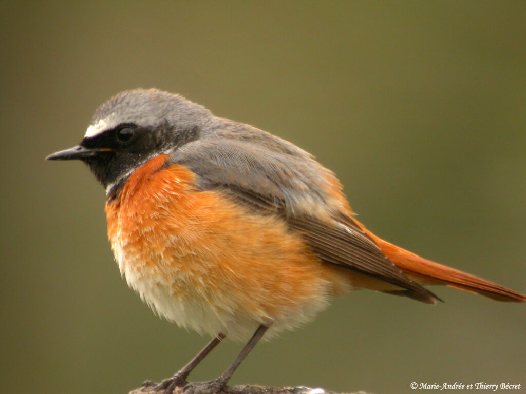 Common Redstart