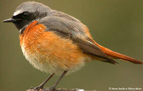 Common Redstart