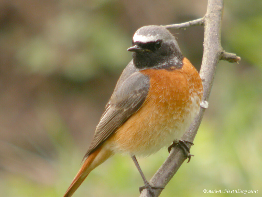 Common Redstart