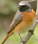 Common Redstart