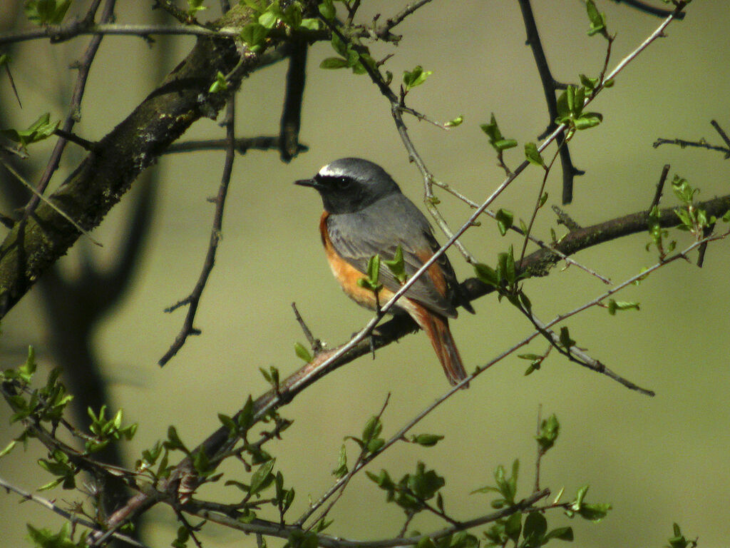 Common Redstart