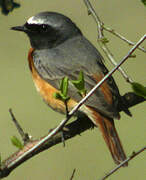 Common Redstart