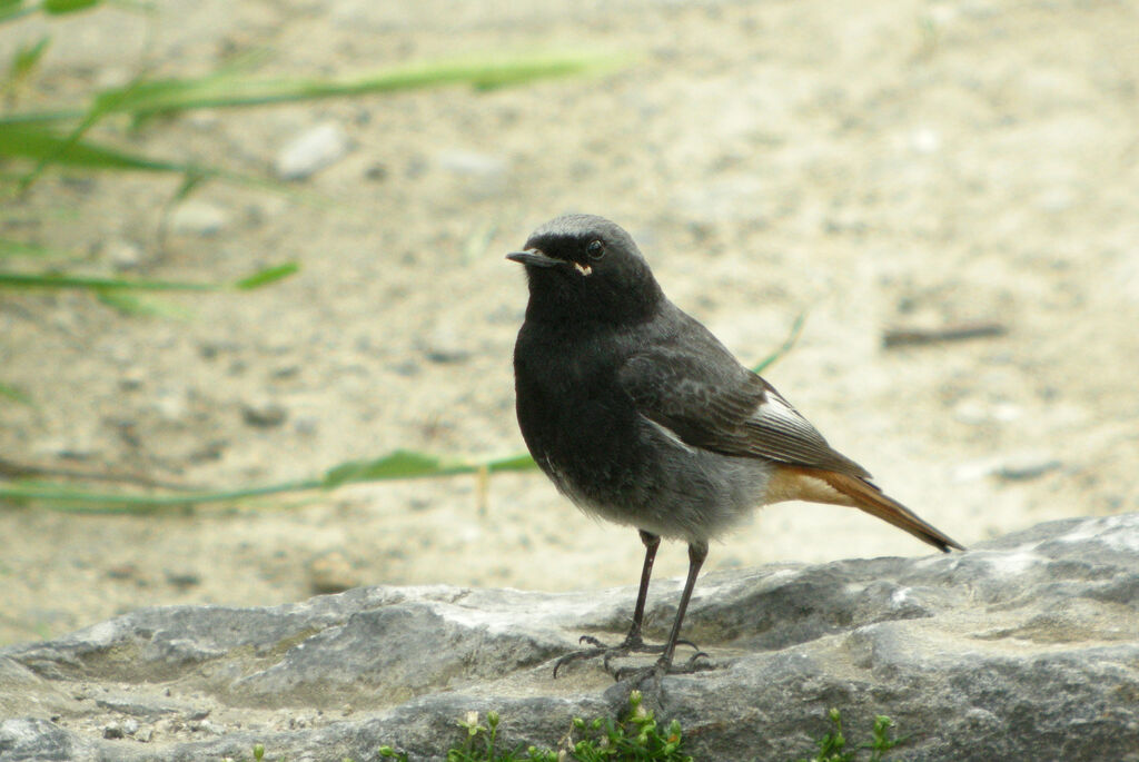 Black Redstart