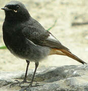 Black Redstart