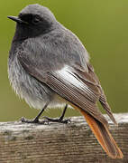 Black Redstart