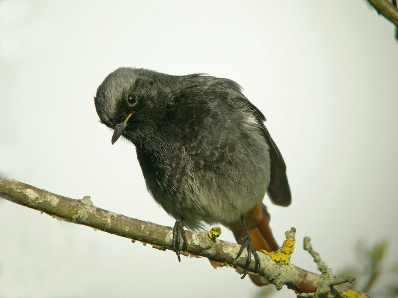 Black Redstart