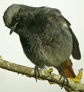 Black Redstart