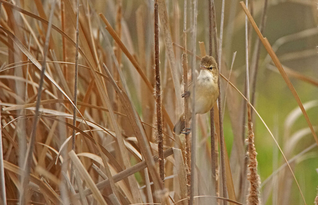 Australian Reed Warbler