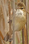 Australian Reed Warbler