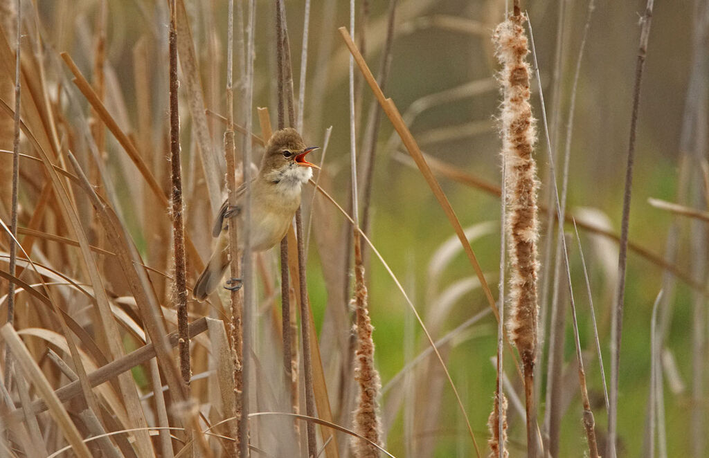 Australian Reed Warbler