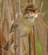 Australian Reed Warbler