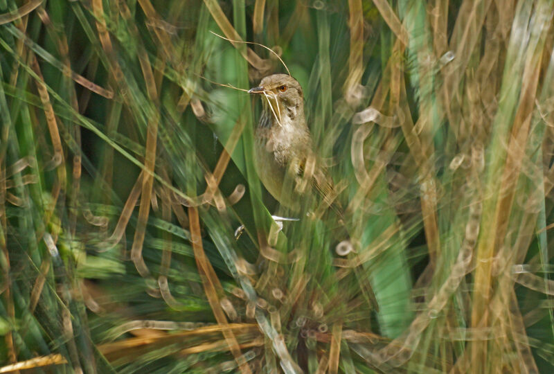 Madagascan Swamp Warbler